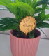 Pic à Planter personnalisé pour Fleur
